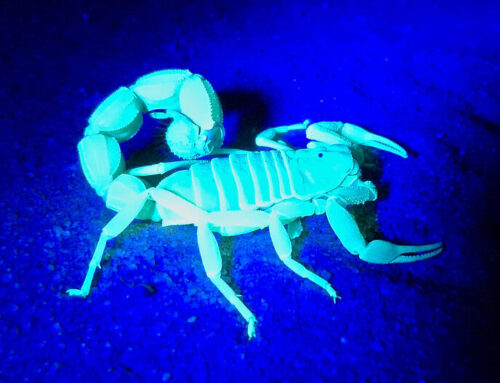 Homemade Scorpion Repellent