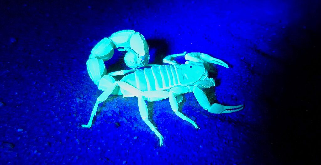 A scorpion is glowing in the dark.